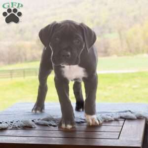 Kace, Cane Corso Puppy